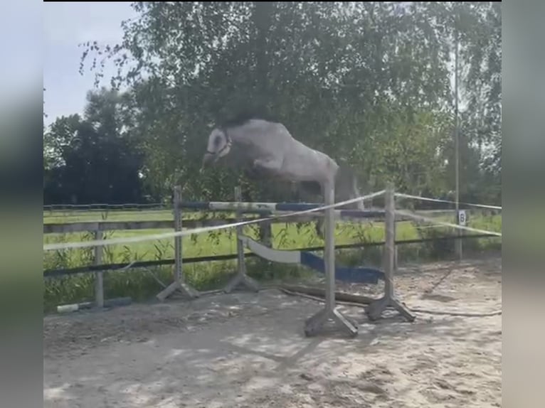 Bavarois Jument 11 Ans 168 cm Gris in Dornbirn