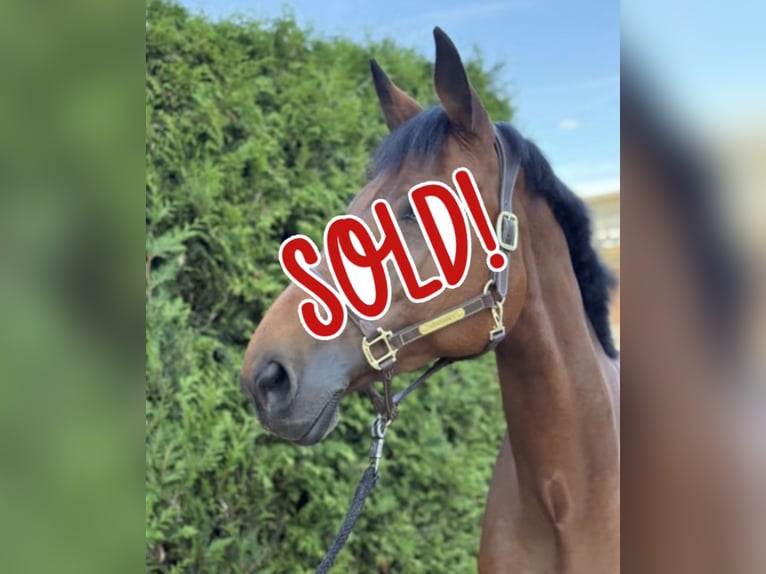 Bavarois Jument 11 Ans 175 cm Bai in Limburg an der Lahn