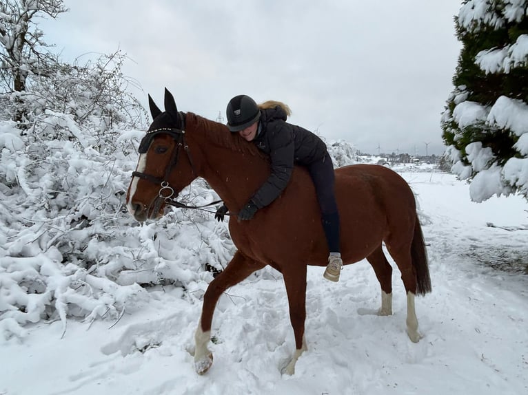 Bavarois Jument 13 Ans 165 cm Alezan in Dreikirchen