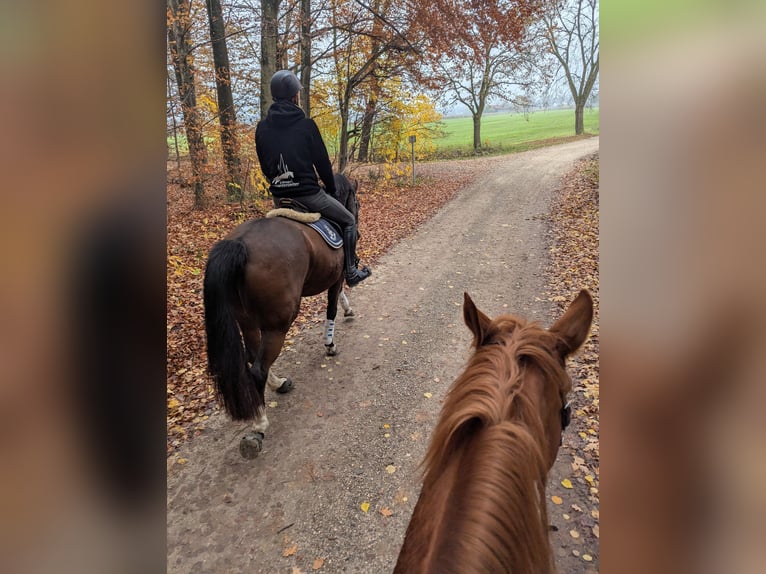 Bavarois Jument 13 Ans 165 cm Bai in Illertissen