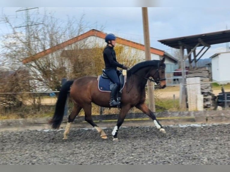 Bavarois Jument 13 Ans 165 cm Bai in Illertissen