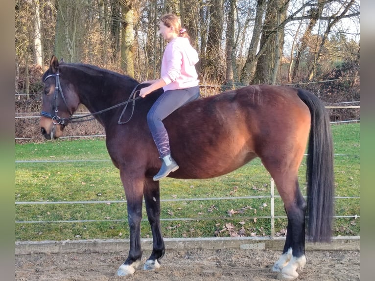 Bavarois Jument 13 Ans 172 cm Bai brun in Dietersburg