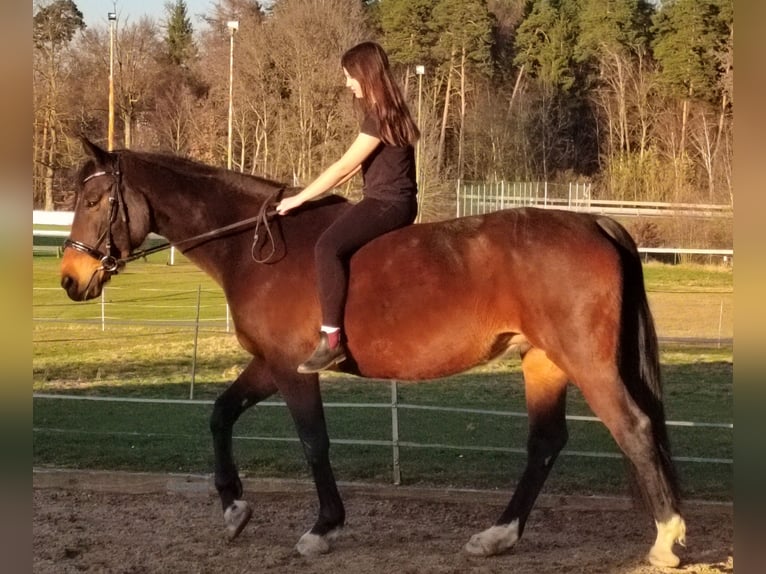 Bavarois Jument 13 Ans 172 cm Bai brun in Dietersburg