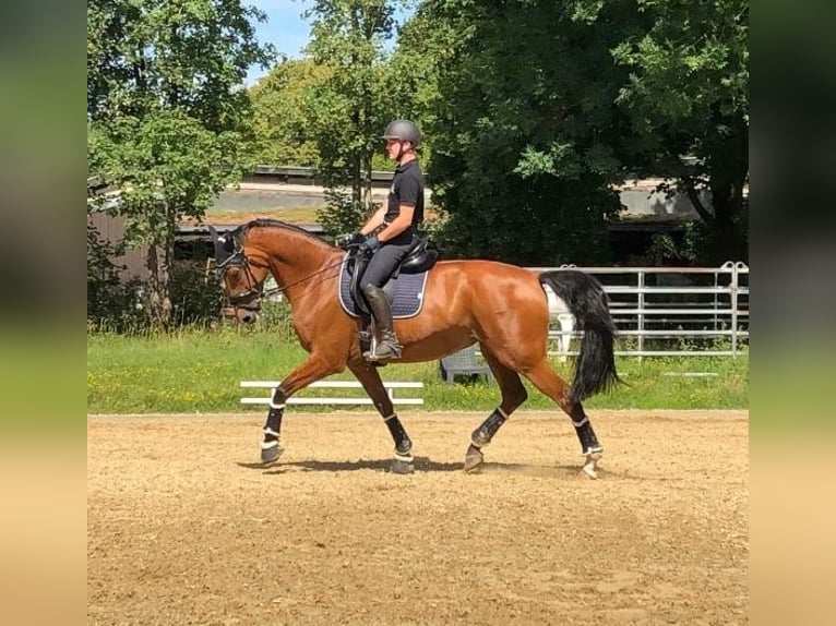 Bavarois Jument 13 Ans 174 cm Bai in Schwetzingen