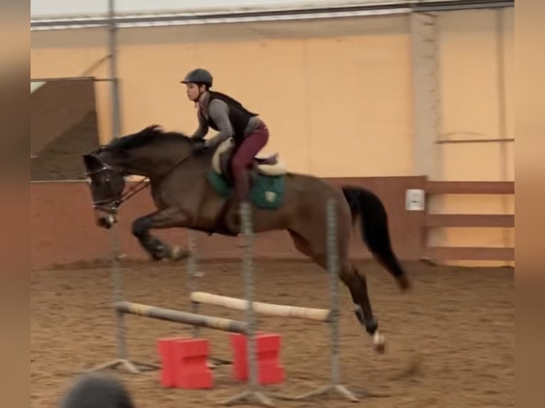 Bavarois Jument 14 Ans 164 cm Bai cerise in Warszawa