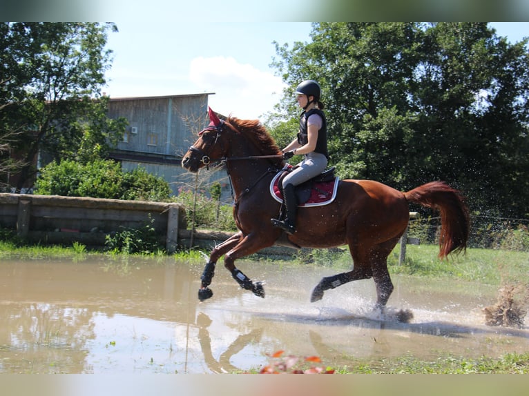 Bavarois Jument 14 Ans 165 cm Alezan in Laupheim