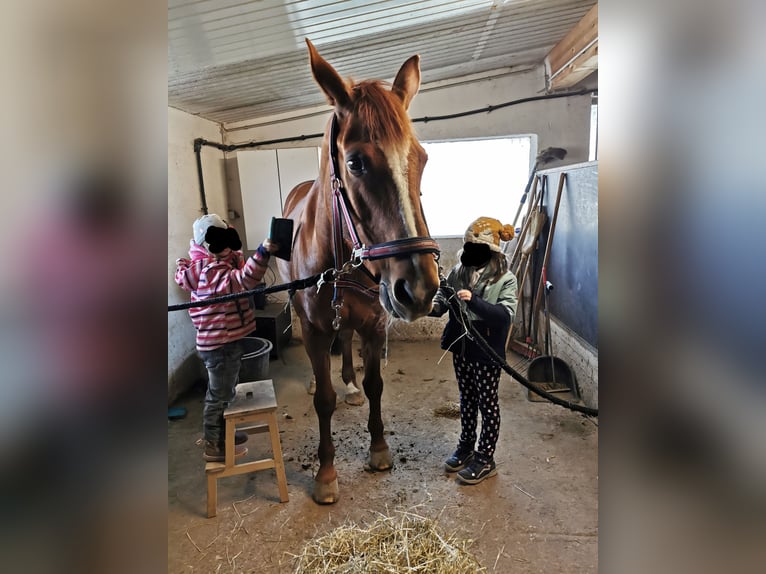 Bavarois Jument 14 Ans 165 cm Alezan in Laupheim