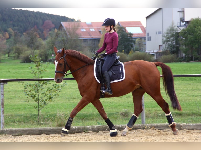 Bavarois Jument 14 Ans 165 cm Alezan in Laupheim