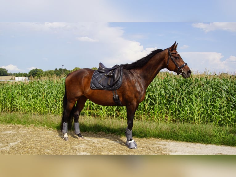 Bavarois Jument 14 Ans 165 cm Bai in Hollfeld