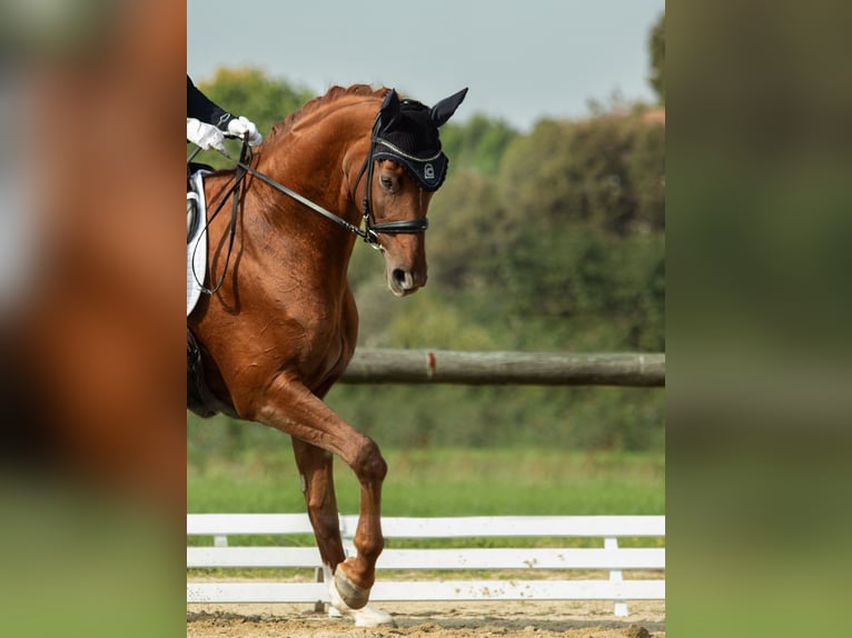 Bavarois Jument 14 Ans 168 cm Alezan brûlé in Überackern