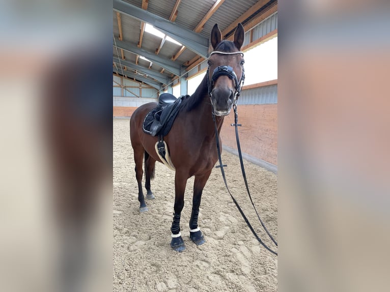 Bavarois Jument 14 Ans 168 cm Bai in Kirchdorf an der Krems