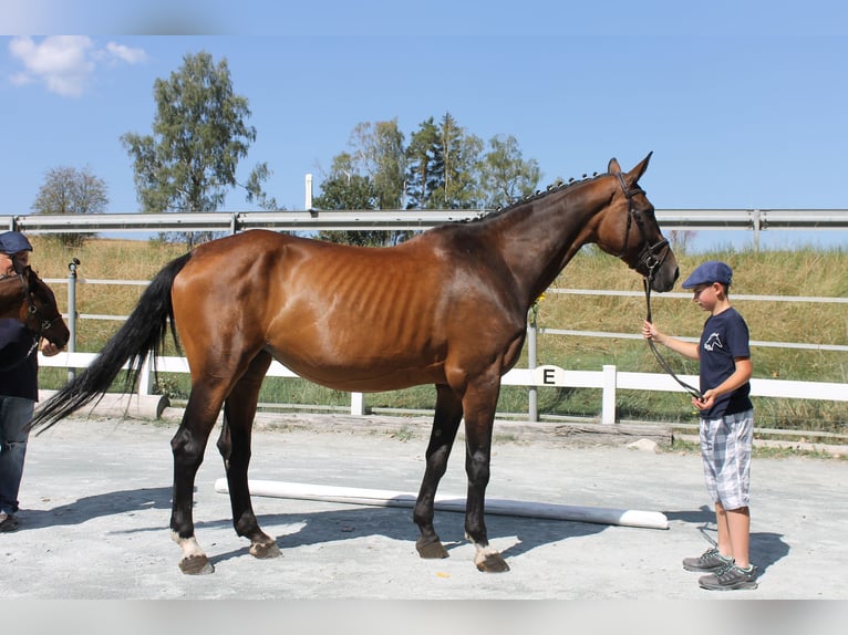 Bavarois Jument 14 Ans 170 cm Bai in Naila