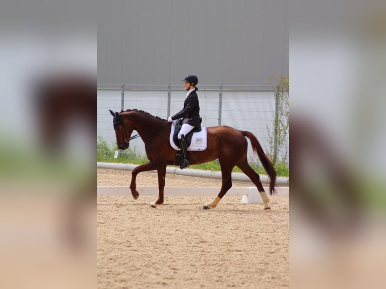 Bavarois Jument 14 Ans 171 cm Alezan brûlé in Alfeld