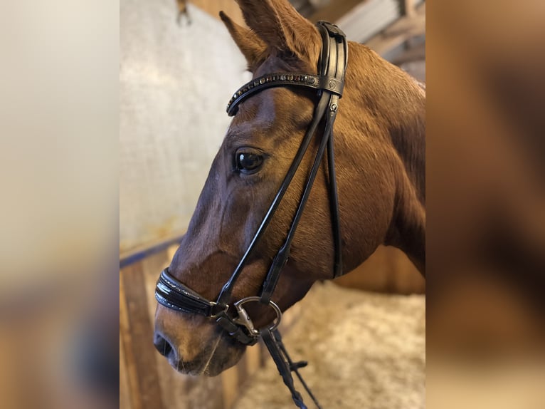 Bavarois Jument 14 Ans 171 cm Alezan brûlé in Alfeld (Bayern)