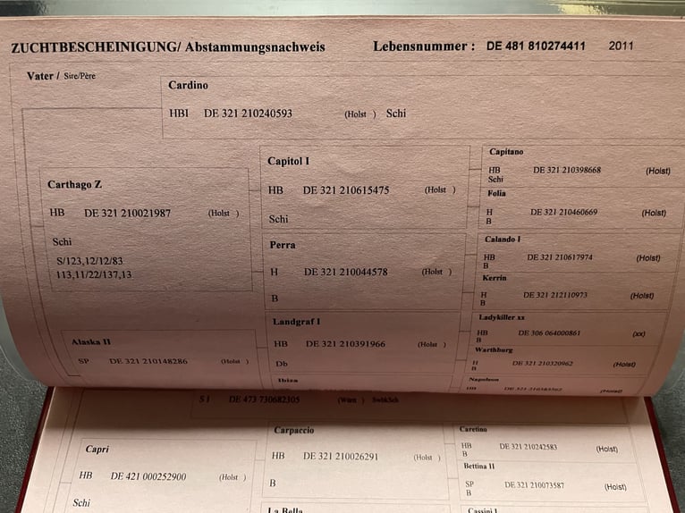 Bavarois Jument 15 Ans 164 cm Bai in Burgau