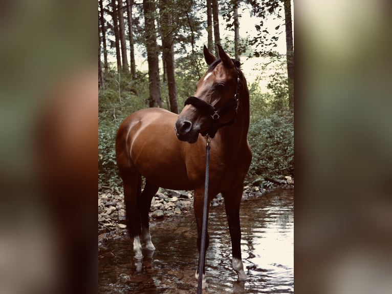 Bavarois Jument 15 Ans 165 cm Bai in Pabneukirchen