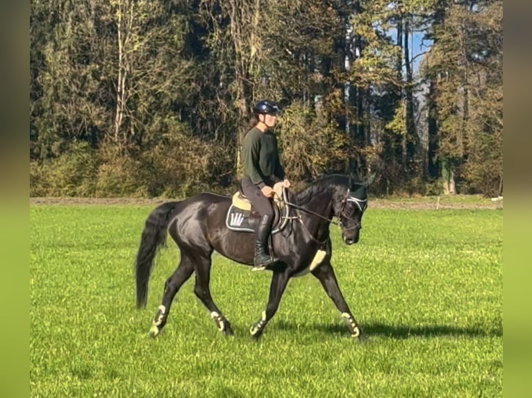 Bavarois Jument 15 Ans 166 cm Noir in Schlins