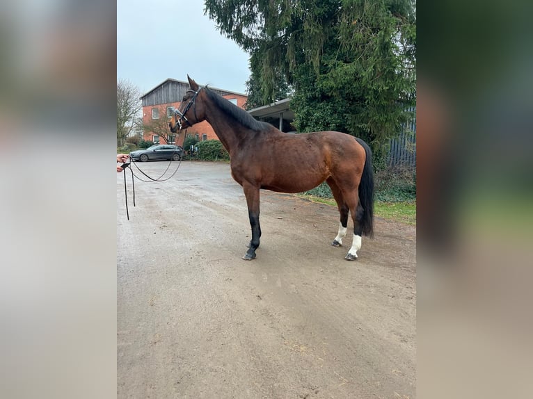 Bavarois Jument 15 Ans 167 cm Bai in Visselh&#xF6;vede