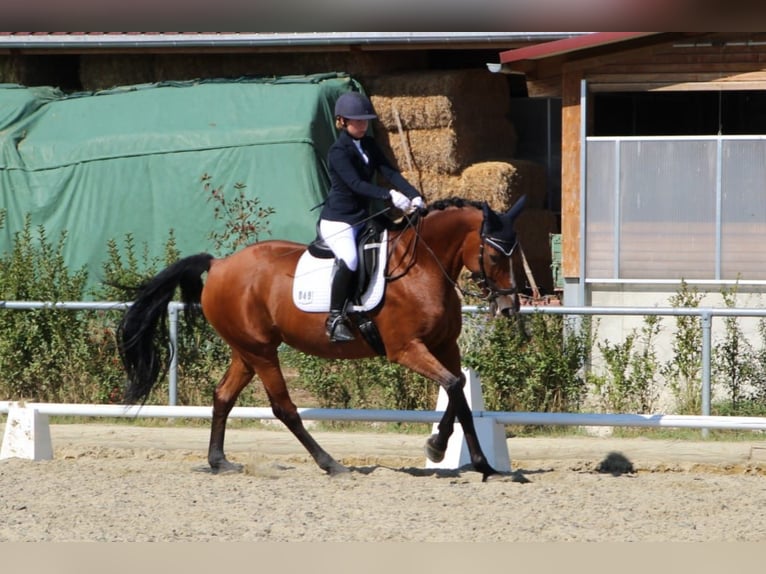 Bavarois Jument 15 Ans 169 cm Bai in Sulz am Neckar