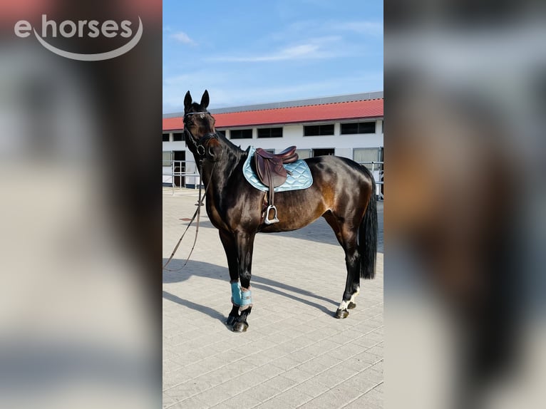 Bavarois Jument 15 Ans 170 cm Bai brun in Oberstadion