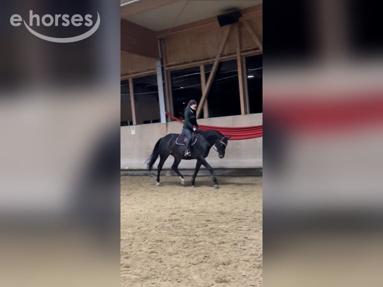 Bavarois Jument 15 Ans 170 cm Bai brun in Oberstadion