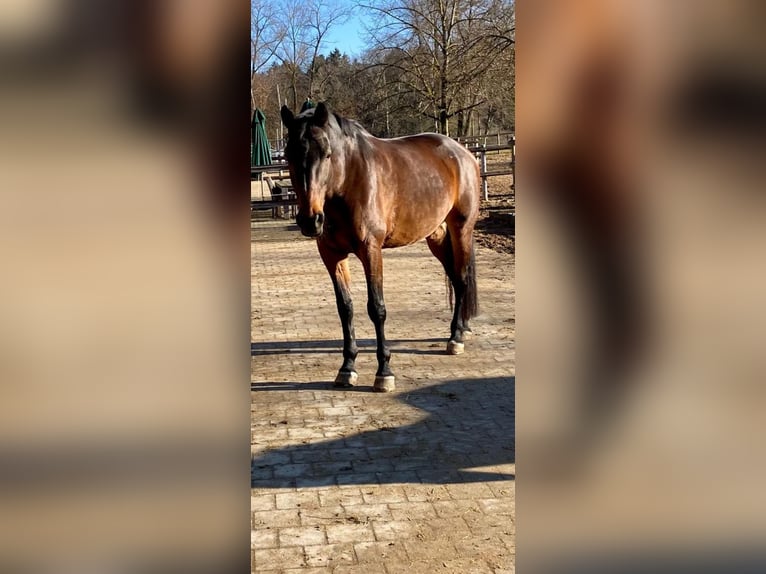 Bavarois Jument 15 Ans 176 cm Bai in Marquartstein