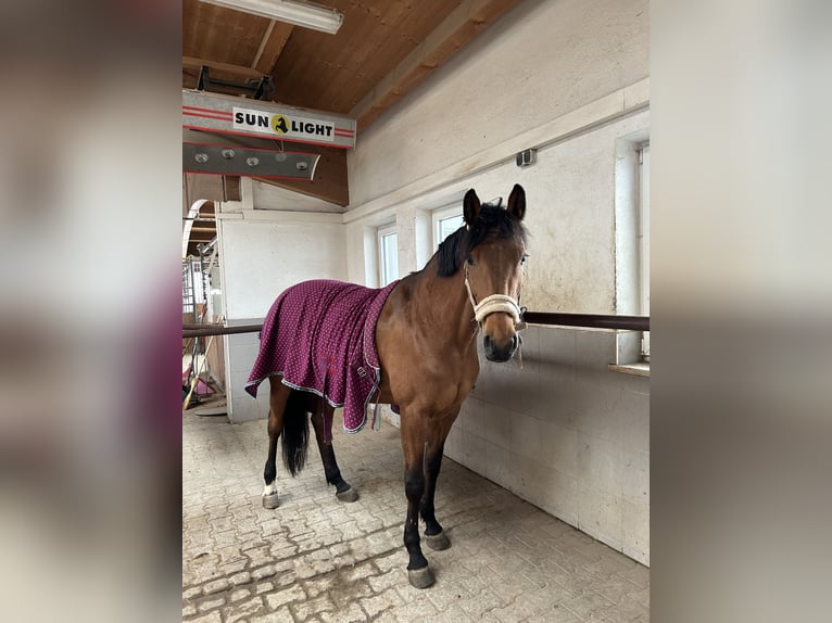 Bavarois Jument 16 Ans 166 cm Bai in Altenm&#xFC;nster