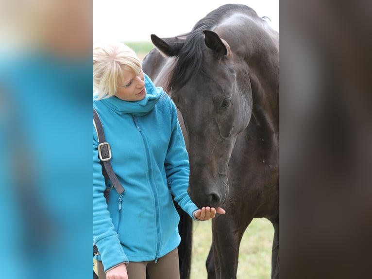 Bavarois Jument 17 Ans 165 cm Bai brun foncé in Rehau