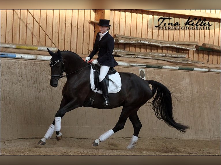 Bavarois Jument 17 Ans 165 cm Bai brun foncé in Rehau