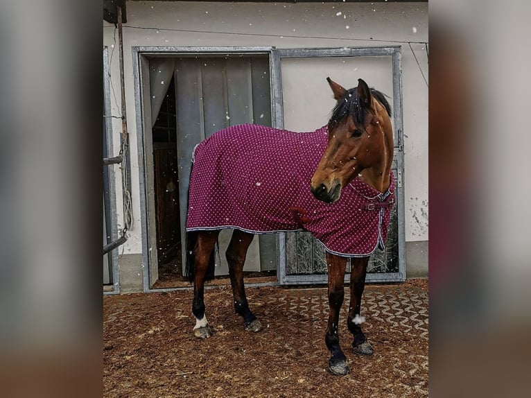 Bavarois Jument 17 Ans 166 cm Bai in Altenmünster