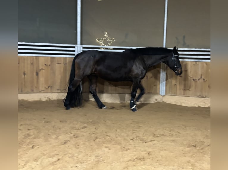 Bavarois Jument 17 Ans 167 cm Bai brun foncé in Beilngries