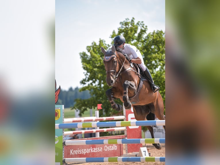 Bavarois Jument 17 Ans 172 cm Bai brun in Jagstzell