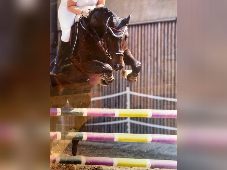 Bavarois Jument 18 Ans 168 cm Bai brun foncé in Neureichenau