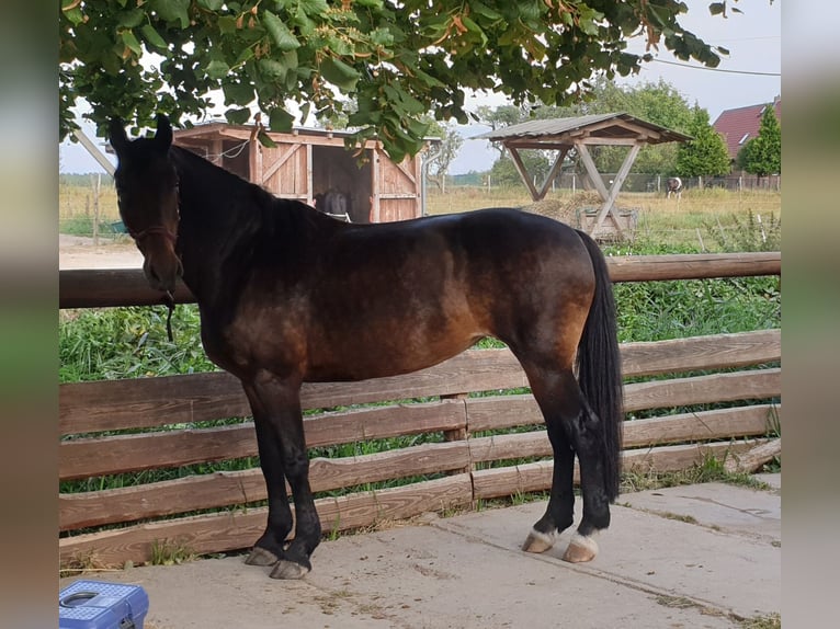 Bavarois Croisé Jument 18 Ans 172 cm Bai brun in Schönefeld