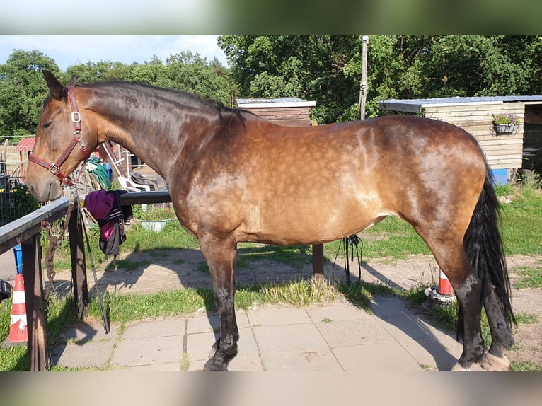 Bavarois Croisé Jument 18 Ans 172 cm Bai brun in Schönefeld