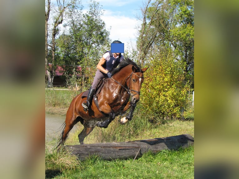 Bavarois Jument 18 Ans 174 cm Bai in Schönwalde am Bungsberg