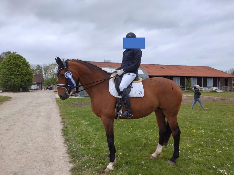 Bavarois Jument 18 Ans 174 cm Bai in Schönwalde am Bungsberg