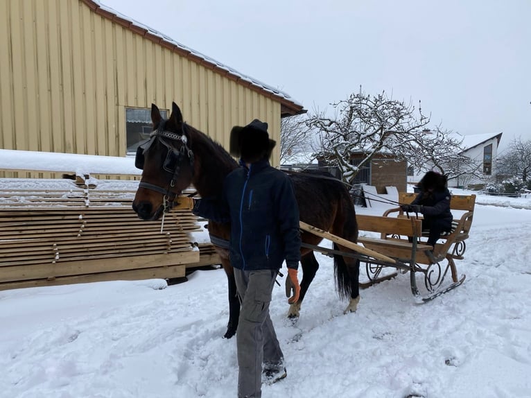 Bavarois Jument 19 Ans 162 cm Bai brun in Schondra