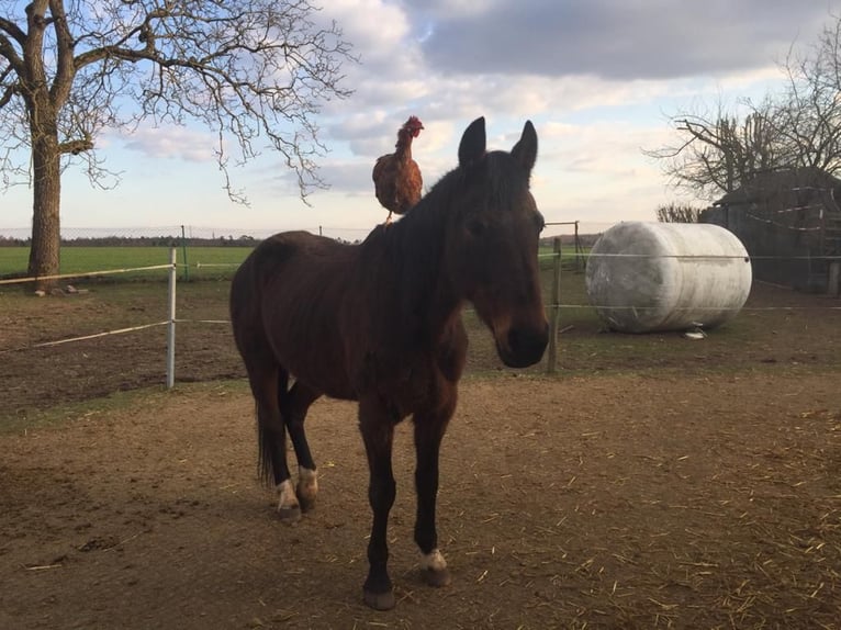 Bavarois Jument 19 Ans 162 cm Bai brun in Schondra