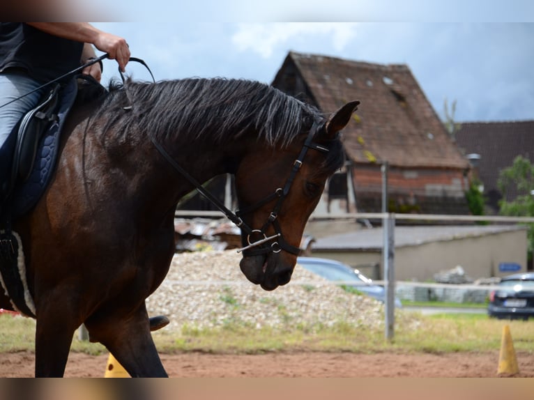Bavarois Jument 19 Ans 167 cm Bai brun in Abenberg