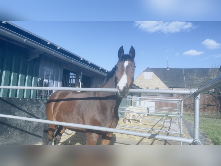 Bavarois Jument 19 Ans 170 cm Bai in Warstein