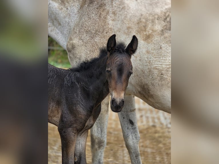 Bavarois Croisé Jument 1 Année 160 cm Peut devenir gris in Gau Bickelheim