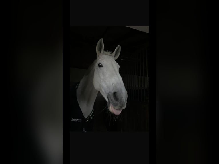 Bavarois Jument 22 Ans  in Höslwang