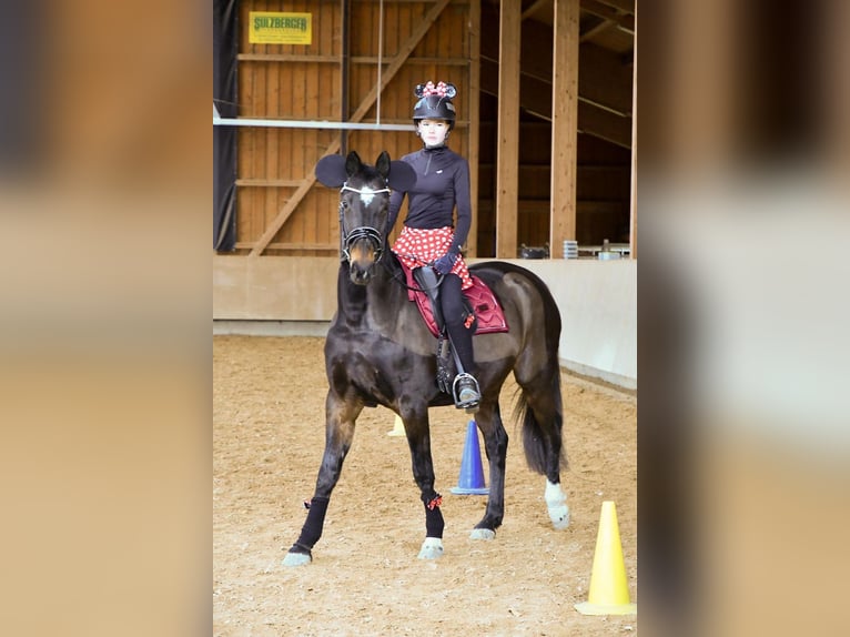 Bavarois Jument 23 Ans 164 cm Bai in Königsbrunn