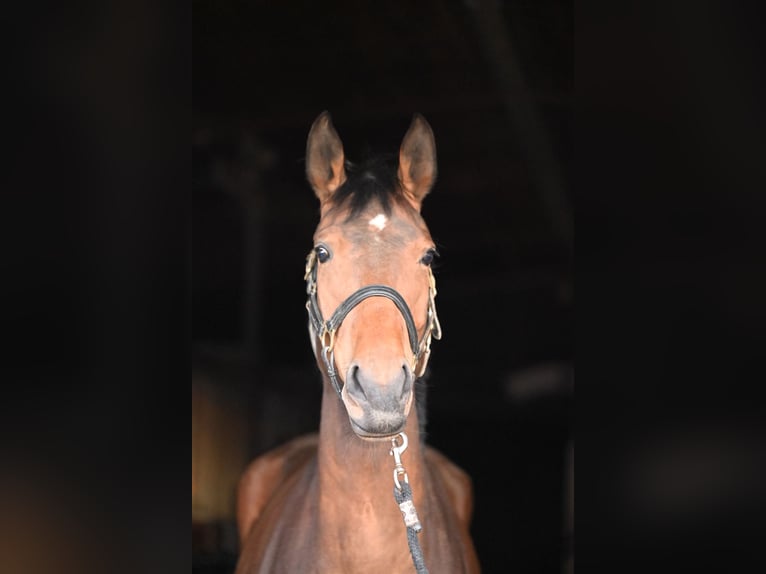 Bavarois Jument 5 Ans 165 cm Bai in Bissingen