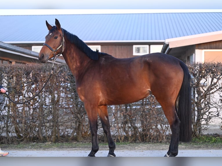 Bavarois Jument 5 Ans 165 cm Bai in Bissingen