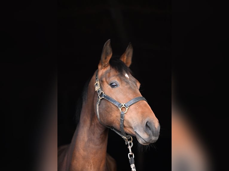 Bavarois Jument 5 Ans 165 cm Bai in Bissingen