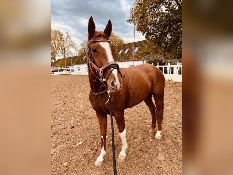 Bavarois Jument 6 Ans 160 cm Alezan in Garching bei München
