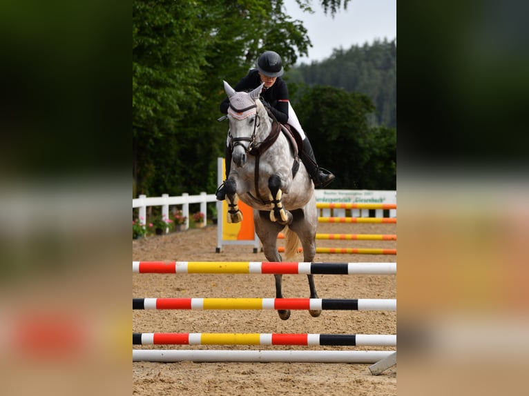 Bavarois Jument 6 Ans 163 cm Gris pommelé in Weichs