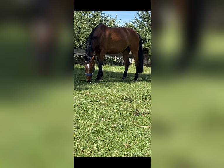 Bavarois Jument 6 Ans 165 cm Bai in KolbermoorKolbermoor